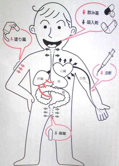 薬の吸収のされ方