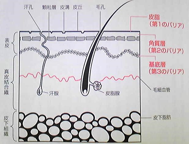 皮膚のしくみ